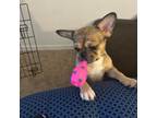 French Bulldog Puppy for sale in Rockledge, FL, USA