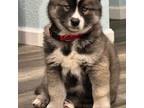 Siberian Husky Puppy for sale in Eugene, OR, USA