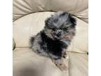 Pomeranian Puppy for sale in Jaffrey, NH, USA