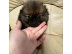 Pomeranian Puppy for sale in Jaffrey, NH, USA