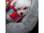Maltese Puppy for sale in Waterbury, CT, USA