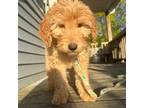 Goldendoodle Puppy for sale in Racine, WI, USA