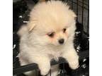 Pomeranian Puppy for sale in Amesbury, MA, USA