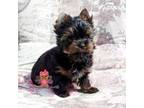 Yorkshire Terrier Puppy for sale in Plainfield, IL, USA