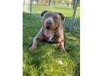 Adopt Big Country a Mixed Breed