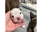 Bulldog Puppy for sale in Buchanan, GA, USA