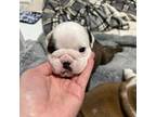 Bulldog Puppy for sale in Buchanan, GA, USA