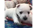 West Highland White Terrier Puppy for sale in Kopperl, TX, USA