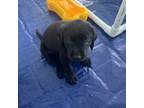 Labrador Retriever Puppy for sale in Vero Beach, FL, USA