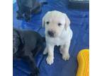Labrador Retriever Puppy for sale in Vero Beach, FL, USA