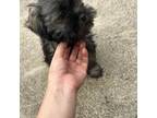 Shih Tzu Puppy for sale in Westlake, OH, USA