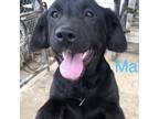 Adopt Lab Litter_2 a Black Labrador Retriever