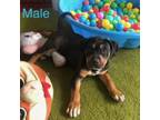 Adopt Rotti mix Litter_4 a Rottweiler