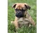 Adopt Chuckie Finster a Pug, Mixed Breed