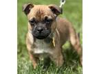 Adopt Tommy Pickles a Pug, Mixed Breed