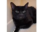 Adopt Blitz a Domestic Short Hair