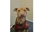 Adopt Franklin 50441 a Mixed Breed