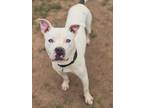 Adopt CHASE a American Staffordshire Terrier, Mixed Breed
