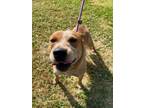 Adopt Axles a Cattle Dog, Mixed Breed