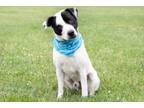 Adopt Rhoudy a American Staffordshire Terrier, Australian Cattle Dog / Blue