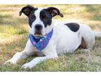 Adopt August a American Staffordshire Terrier, Mixed Breed