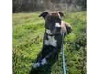 Adopt Oscar a Pit Bull Terrier, Mixed Breed