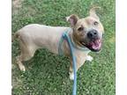 Adopt Boogie Bear a Pit Bull Terrier, Mixed Breed