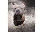 Adopt Scott a Pit Bull Terrier, Mixed Breed