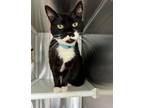 Adopt SILLY a Domestic Short Hair