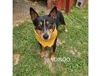 Adopt Dingo a Mixed Breed, Australian Cattle Dog / Blue Heeler