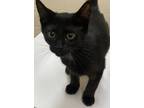 Adopt EWOK a Domestic Short Hair