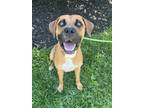 Adopt Sam a Boxer, Mixed Breed