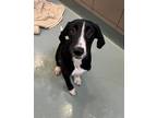 Adopt Faldo a Hound, Mixed Breed