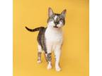 Adopt Jagger a Domestic Short Hair