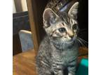 Adopt Sienna a Domestic Short Hair