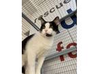 Adopt Moo Moo a Domestic Medium Hair, Domestic Short Hair