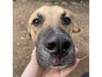 Adopt Porky a Black Mouth Cur, Mixed Breed