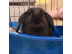 Adopt Midnight a Holland Lop