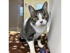 Adopt Nugget a Domestic Short Hair