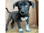 Adopt Ezra a Labrador Retriever, Mixed Breed