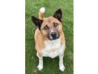 Adopt Tails a Akita, Cattle Dog