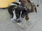 Adopt 55832686 a Australian Cattle Dog / Blue Heeler, Mixed Breed