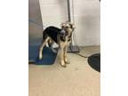 Adopt Pluto a German Shepherd Dog, Mixed Breed