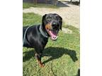 Adopt Harlow a Doberman Pinscher, Mixed Breed