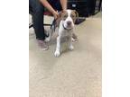 Adopt Dug a Pit Bull Terrier, Mixed Breed
