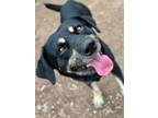 Adopt Jaxon a Rottweiler, Labrador Retriever