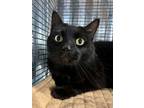 Adopt Cosmo a Domestic Short Hair