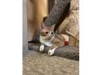 Adopt Sully a Domestic Short Hair