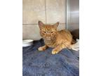 Adopt Garfield a Domestic Short Hair