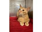 Adopt Pickles a Domestic Short Hair